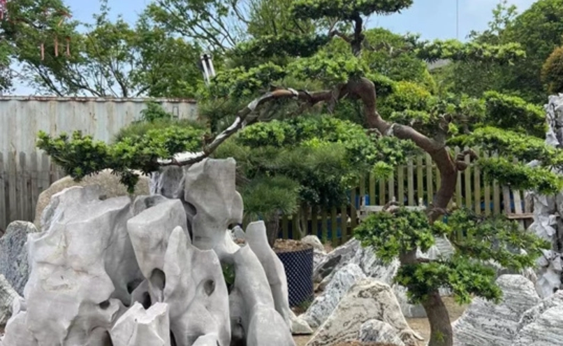 羅漢松修剪技巧 羅漢松修剪技巧