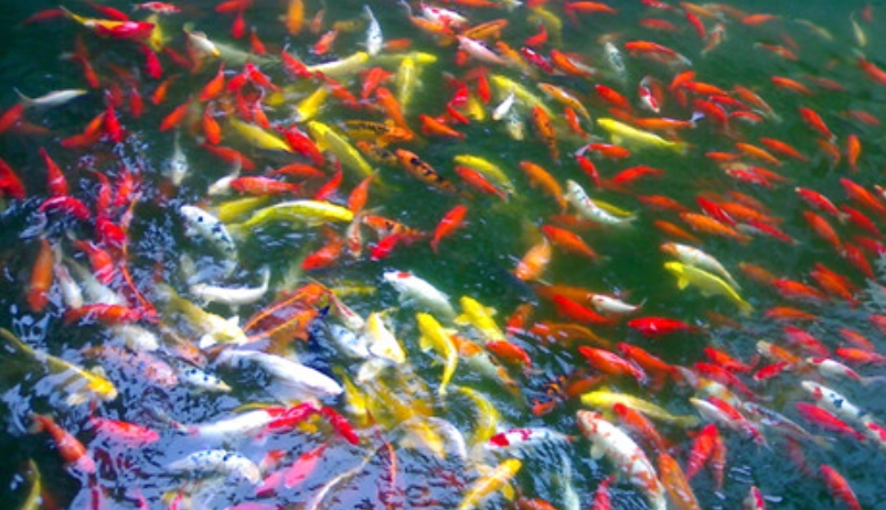 夢見魚號碼 夢見魚號碼
