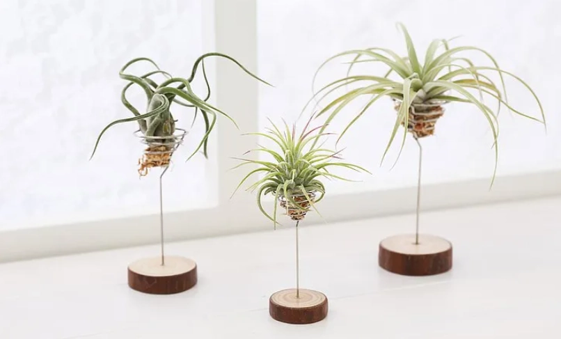空氣草怎麼養？圖解懶人種植法，新手也能養出絕美空氣鳳梨