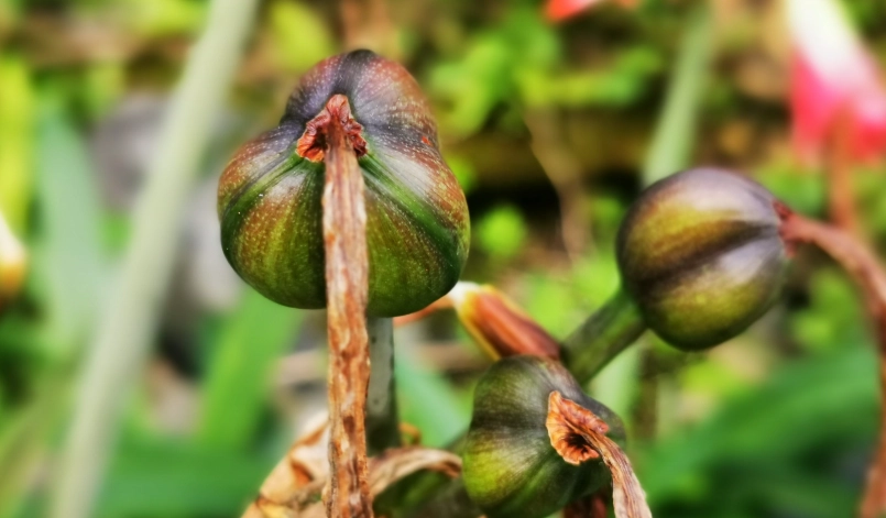 孤挺花結果全攻略：栽培技巧與果實處理指南