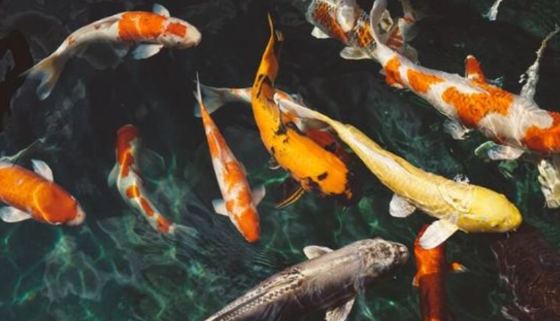 夢見魚號碼 夢見魚號碼