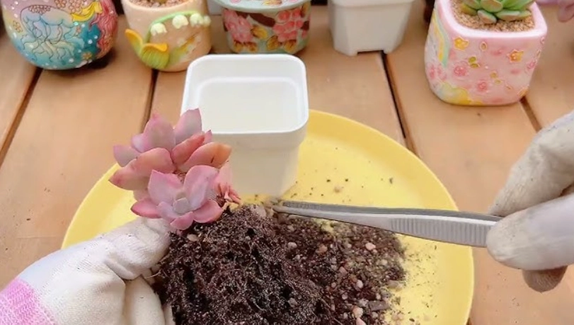 多肉植物 修根 多肉植物 修根