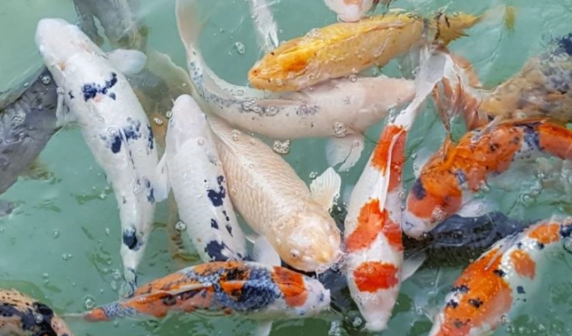 夢見買魚解夢 夢見買魚解夢