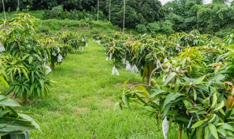芒果樹不開花 芒果樹不開花