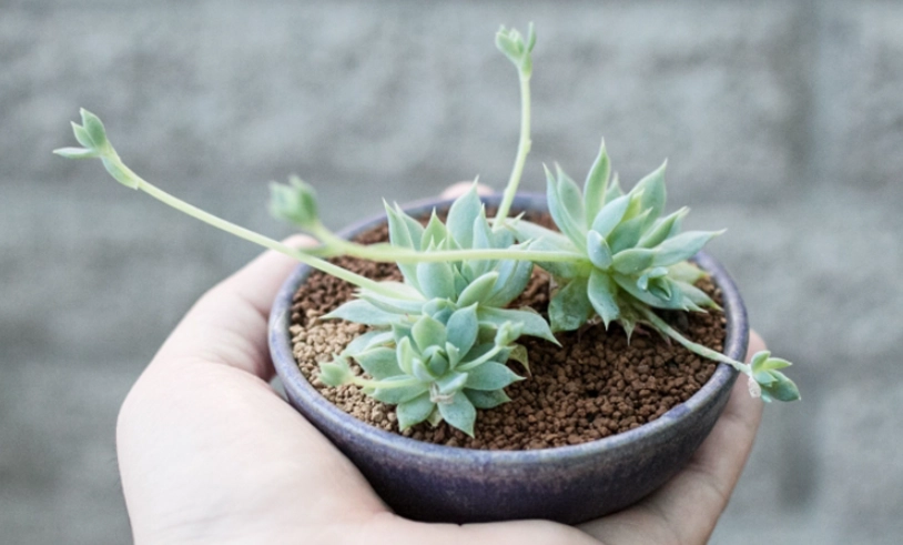 多肉植物照顧 多肉植物照顧