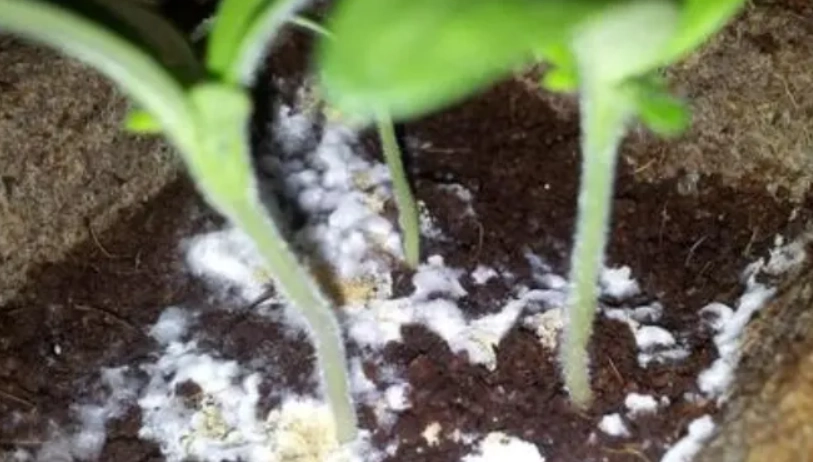 植物根發霉急救指南：原因、處理步驟與預防方法
