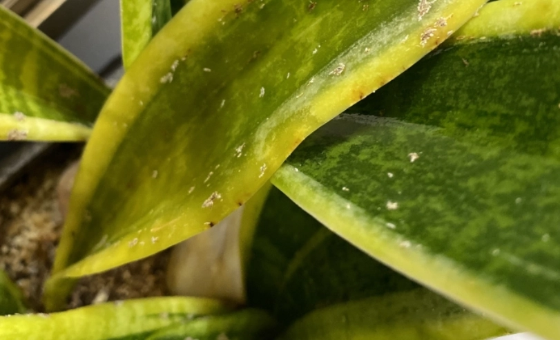 虎尾蘭爛根處理 虎尾蘭爛根處理