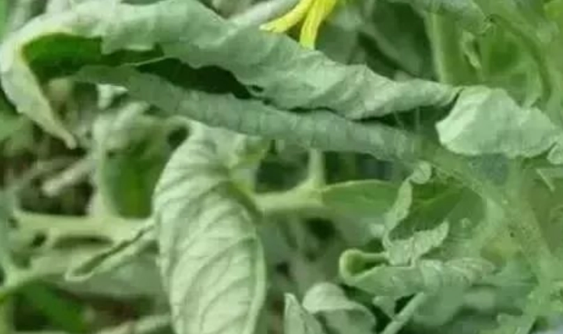 澆水過多 澆水過多
