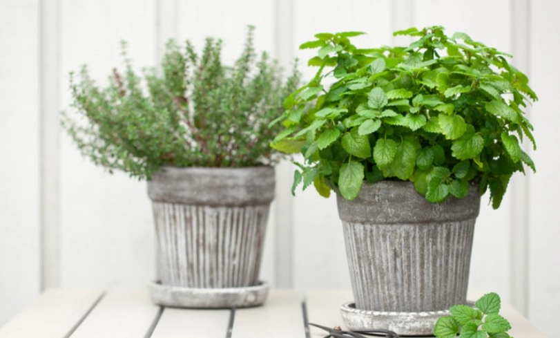 香草植物種植 香草植物種植