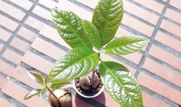 酪梨種植陽光