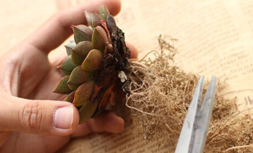 多肉植物 修根 多肉植物 修根