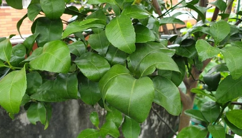 植物葉子捲曲 植物葉子捲曲