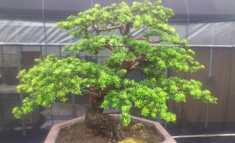 羅漢松修剪技巧 羅漢松修剪技巧