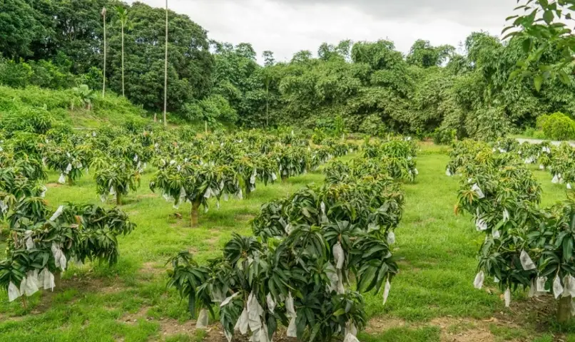 芒果樹矮化方法全攻略：讓庭院採果更輕鬆的修剪與管理技巧