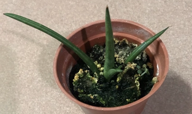 虎尾蘭葉子發黃 虎尾蘭葉子發黃