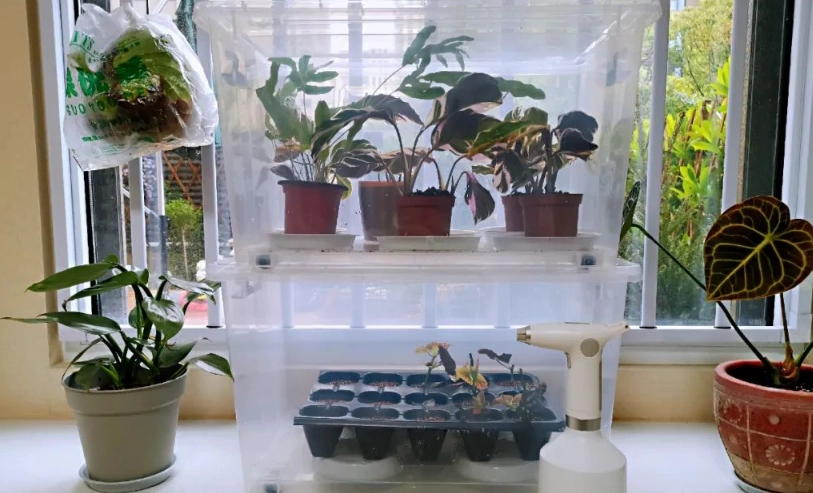 植物悶養方法 植物悶養方法