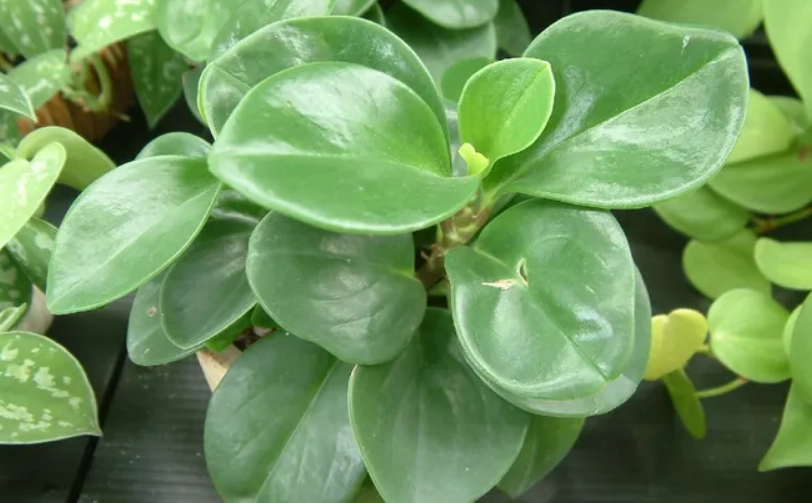 室內植物推薦