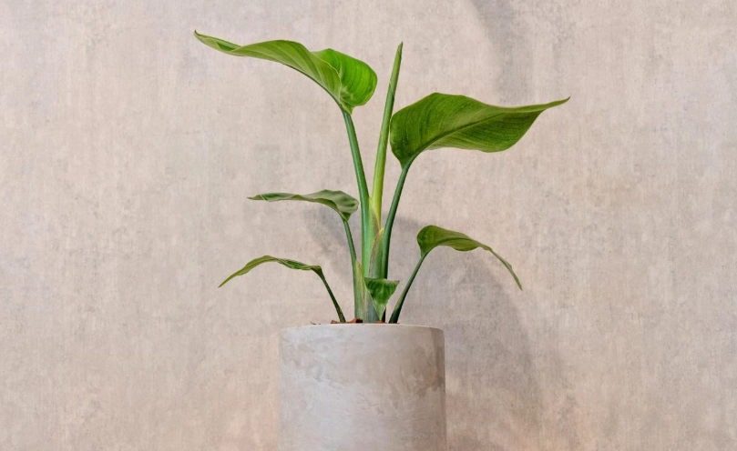 天堂鳥盆栽照顧全攻略：從澆水到開花，室內綠植新手必看