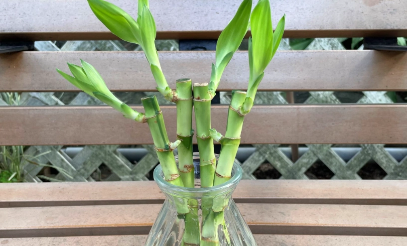 水耕植物 水耕植物