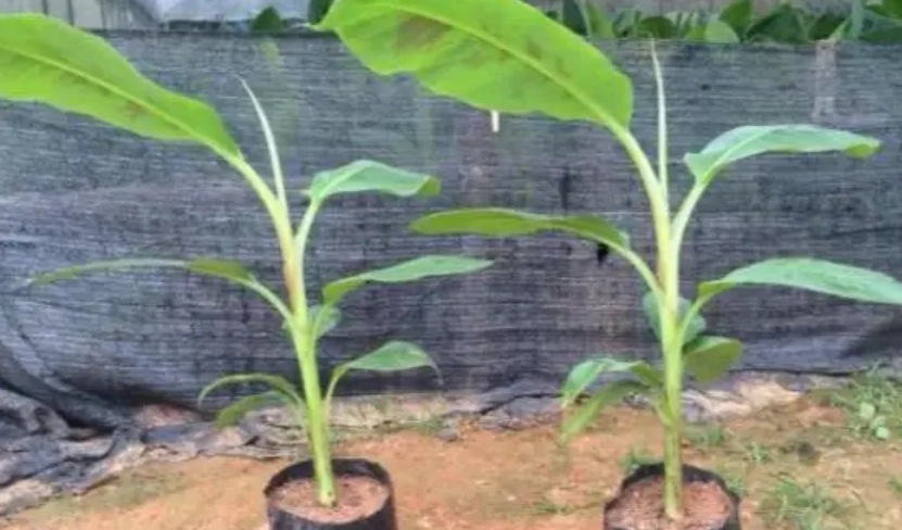 香蕉種植方法 香蕉種植方法