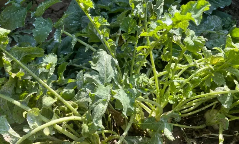 硼對植物的關鍵作用：從缺硼症狀到正確補充指南