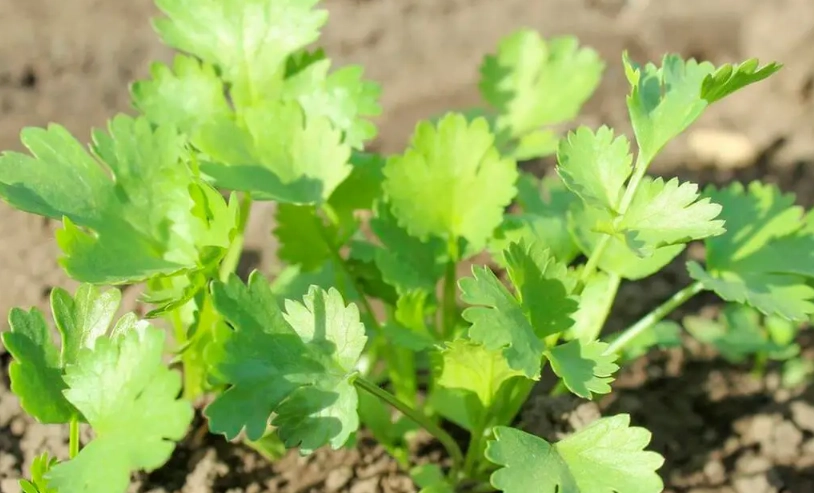 如何防止香菜徒長