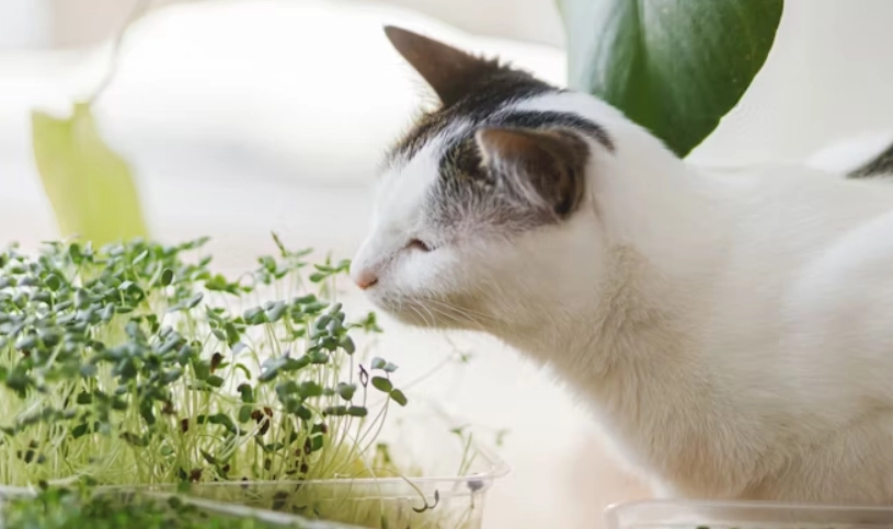 貓咪安全植物