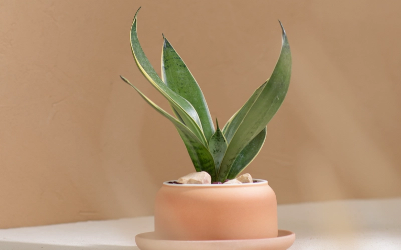 室內植物成長