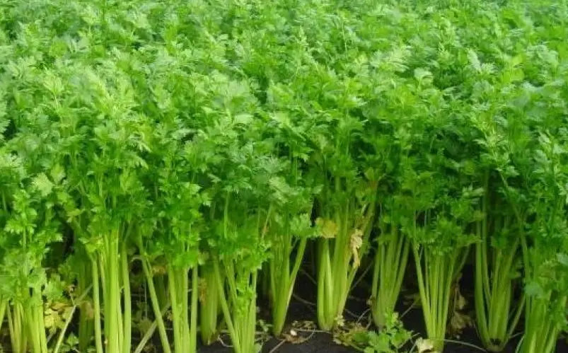如何防止香菜徒長