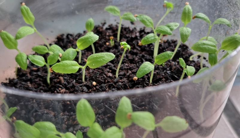 燈籠果種植方法 燈籠果種植方法