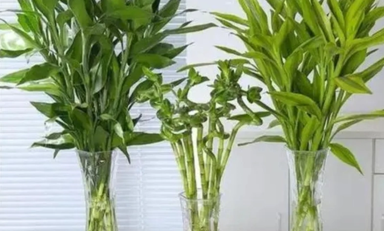 室內植物淨化空氣 室內植物淨化空氣