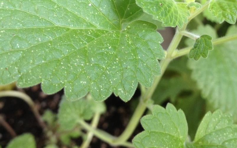 薄荷葉蟎防治全攻略：拯救你的香草花園免於蟲害