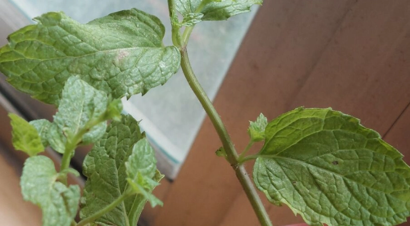 薄荷葉蟎處理方法