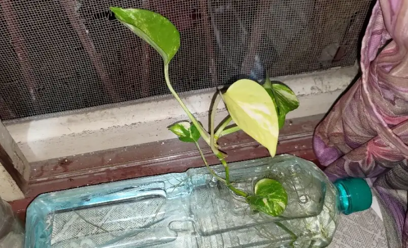 黃金葛 水耕 變黃 黃金葛 水耕 變黃