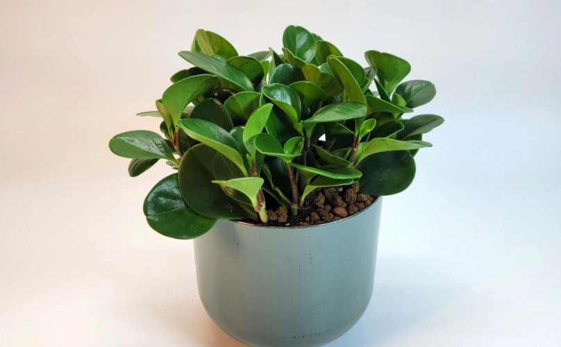 室內植物推薦 室內植物推薦