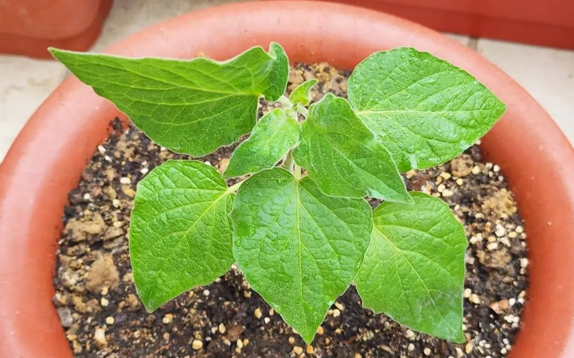 盆栽種子發芽 盆栽種子發芽