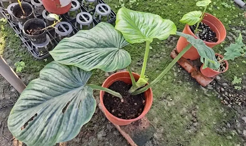 室內植物分株 室內植物分株