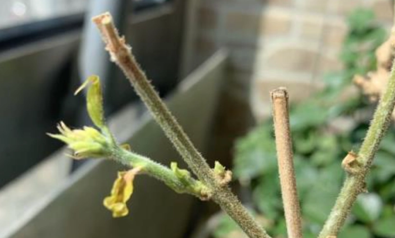 茉莉花葉子變黃？專家教你拯救枯萎茉莉的關鍵步驟