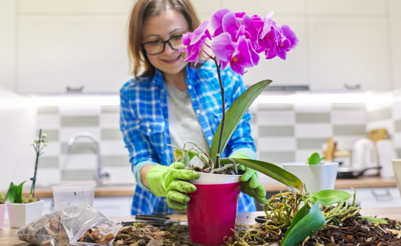 蘭花種植材料全攻略：從介質、肥料到盆器一次搞懂