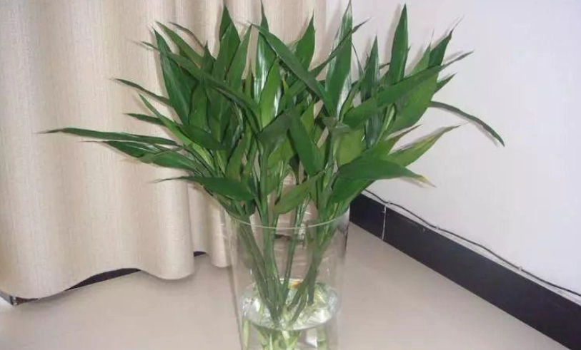 水耕植物 水耕植物