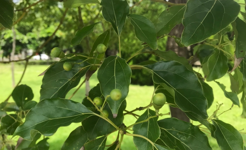 網狀脈