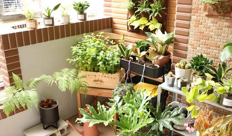 小陽台植物佈置