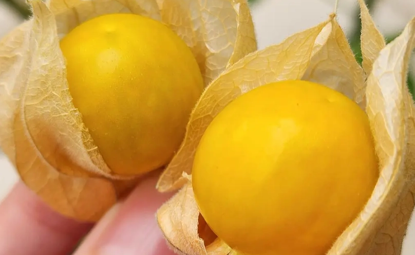 盆栽種子發芽 盆栽種子發芽