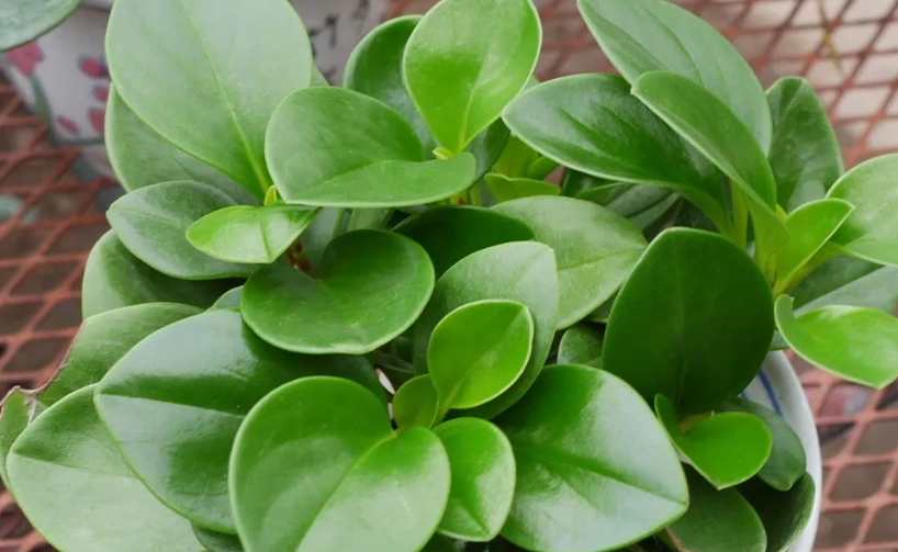 圓葉椒草風水 圓葉椒草風水