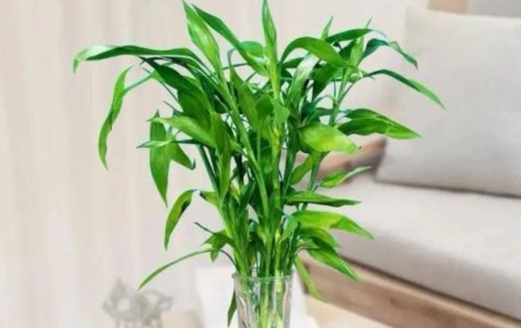 室內植物淨化空氣 室內植物淨化空氣