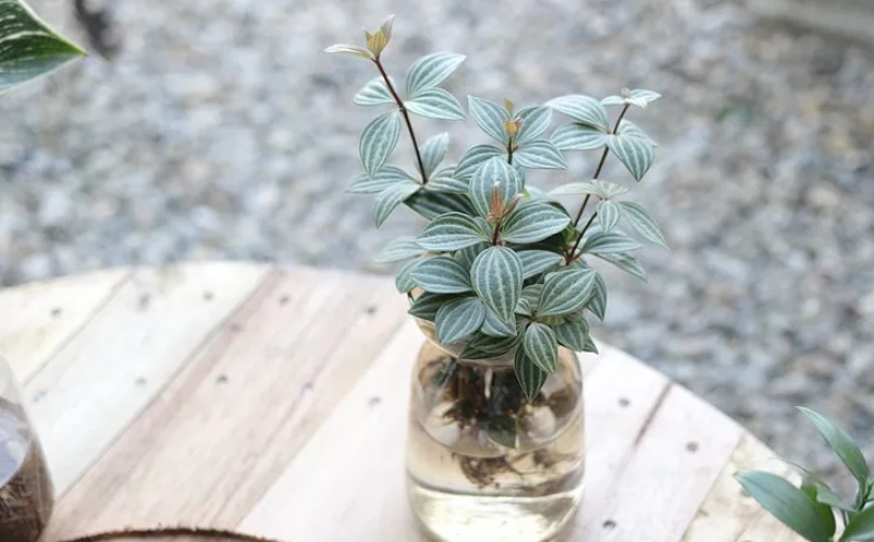 水培植物