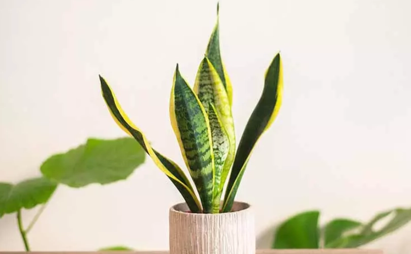 室內植物成長