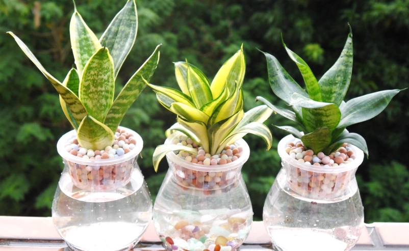 水耕植物養護