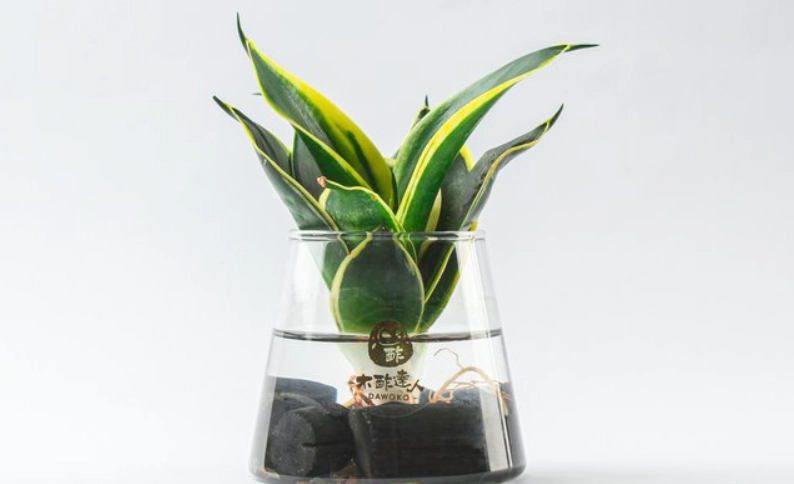 室內植物水耕