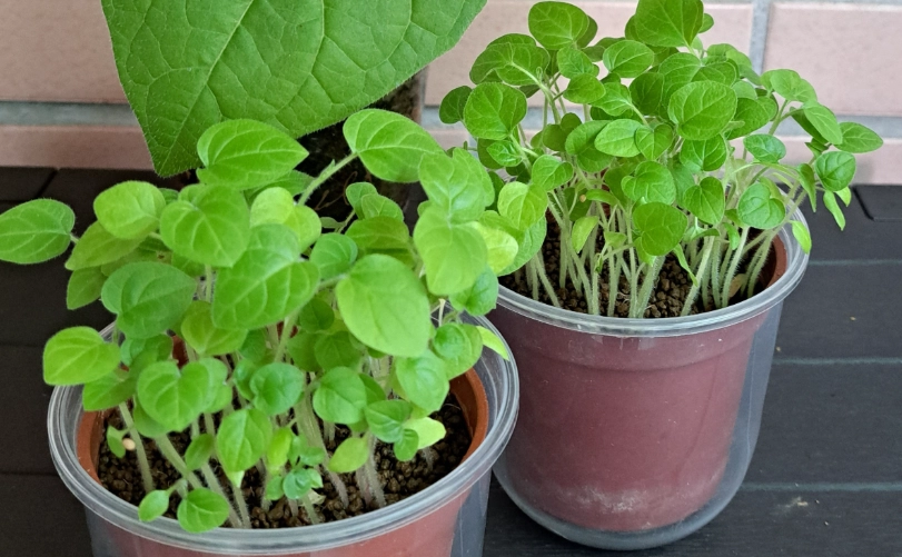 盆栽種子發芽 盆栽種子發芽